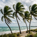 Palm trees blowing in wind